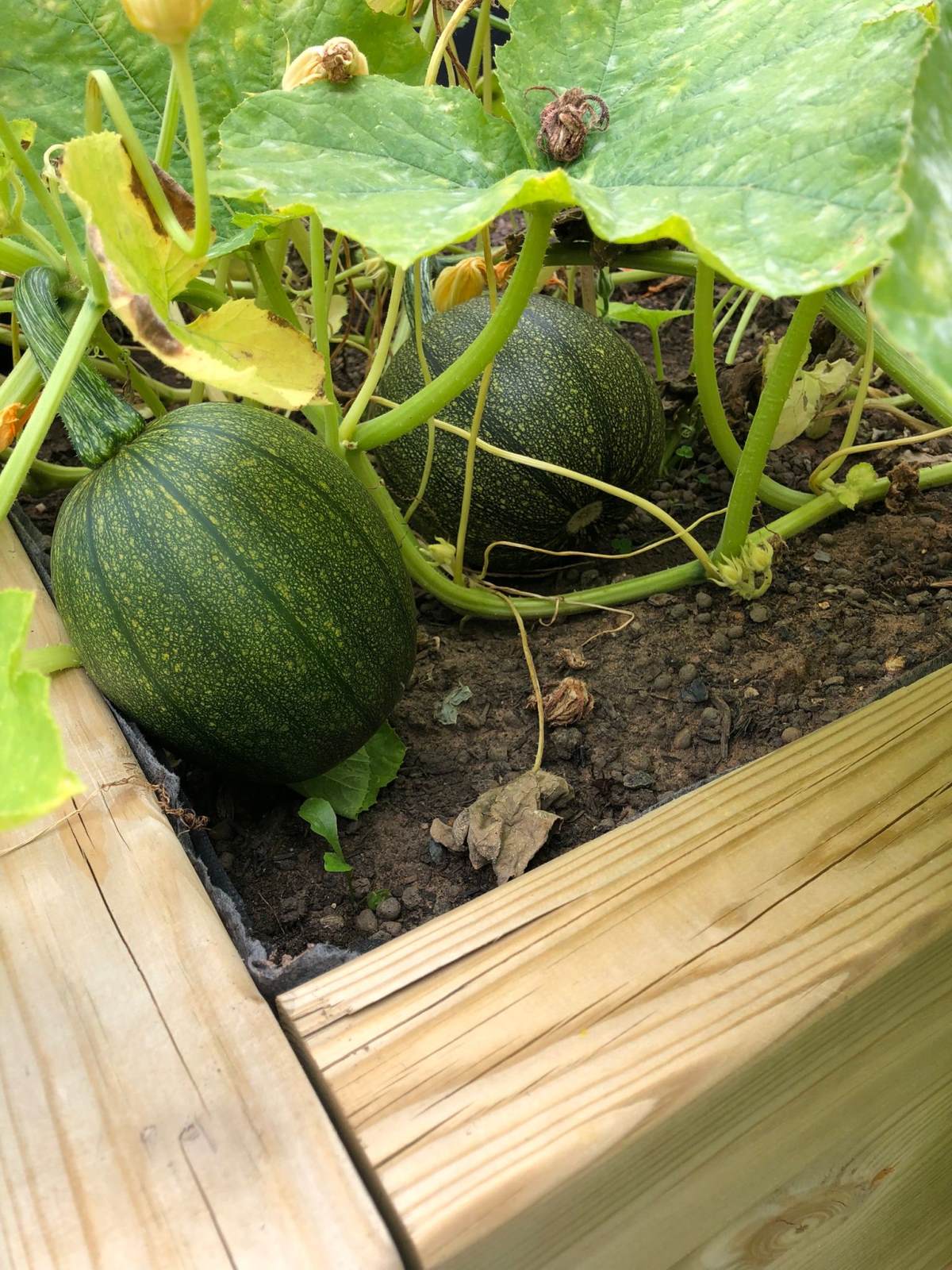 Round Courgette